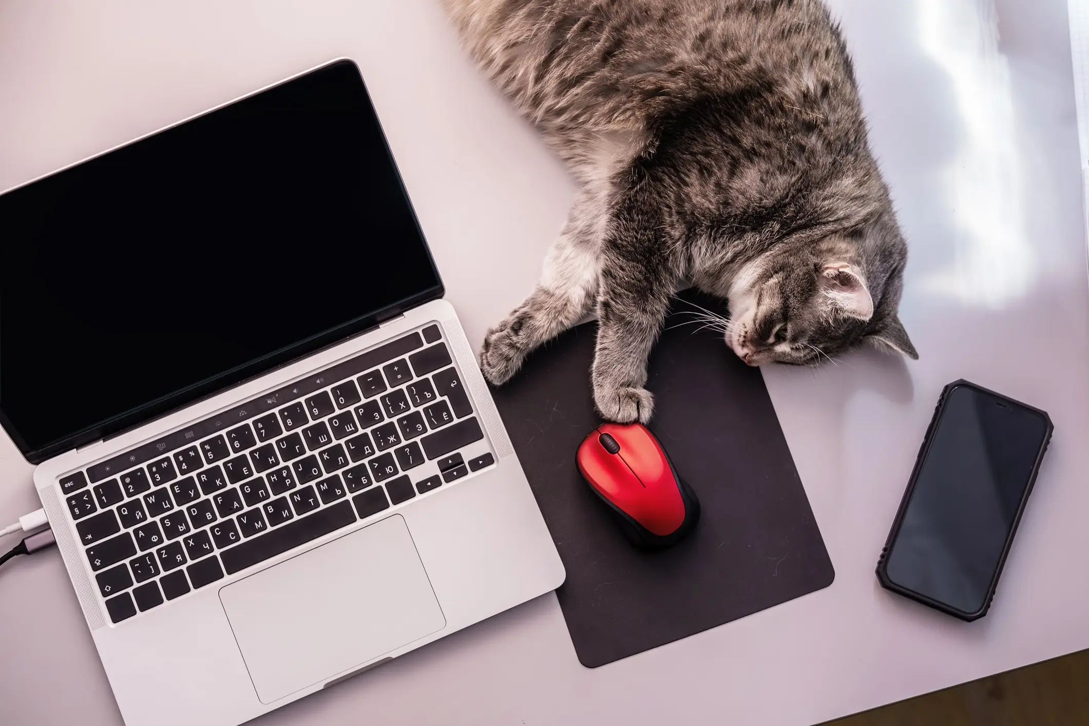 How Cat Condos Can Land You in the Doghouse with Google