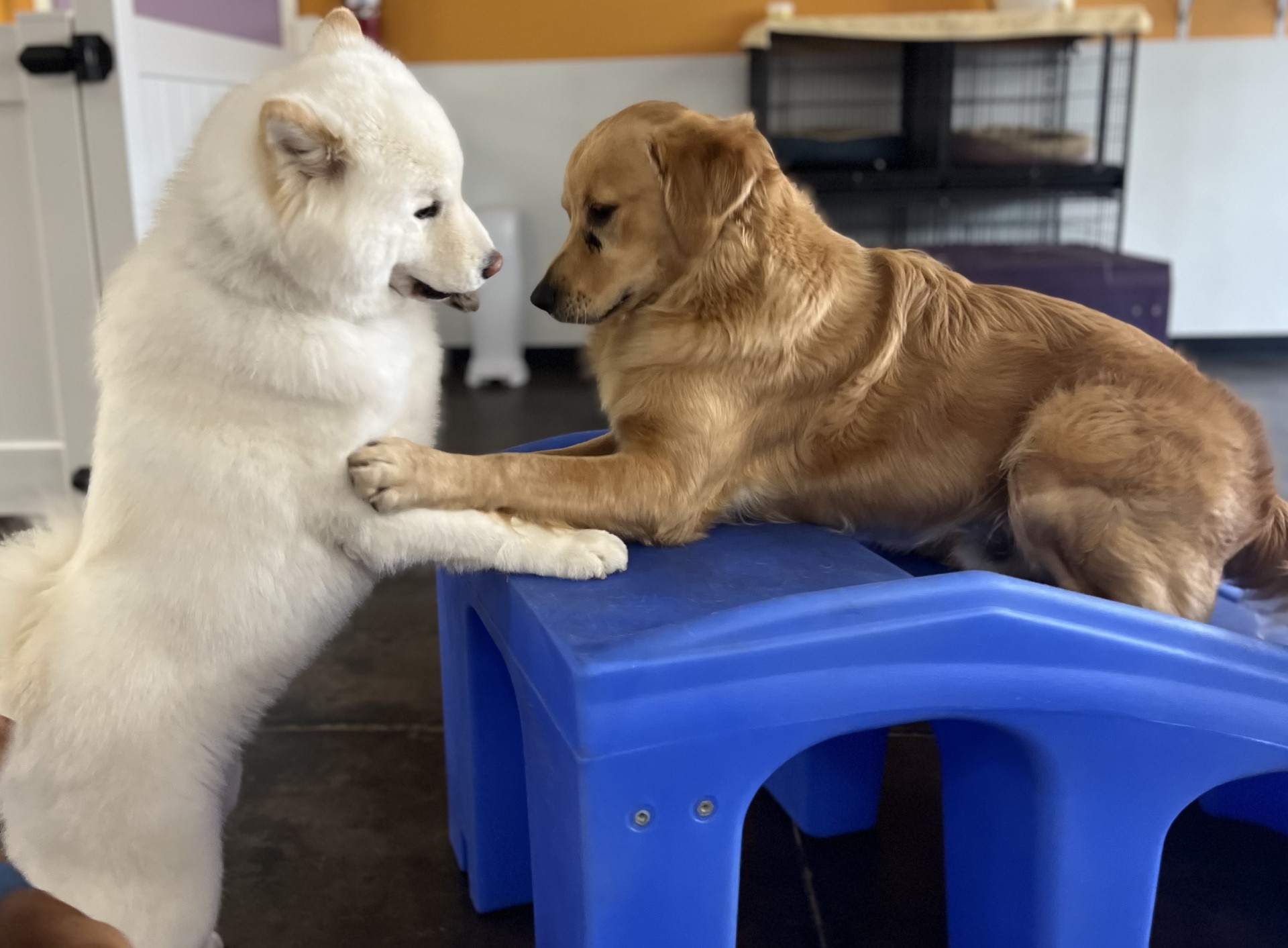 Two dogs playing on play equipment