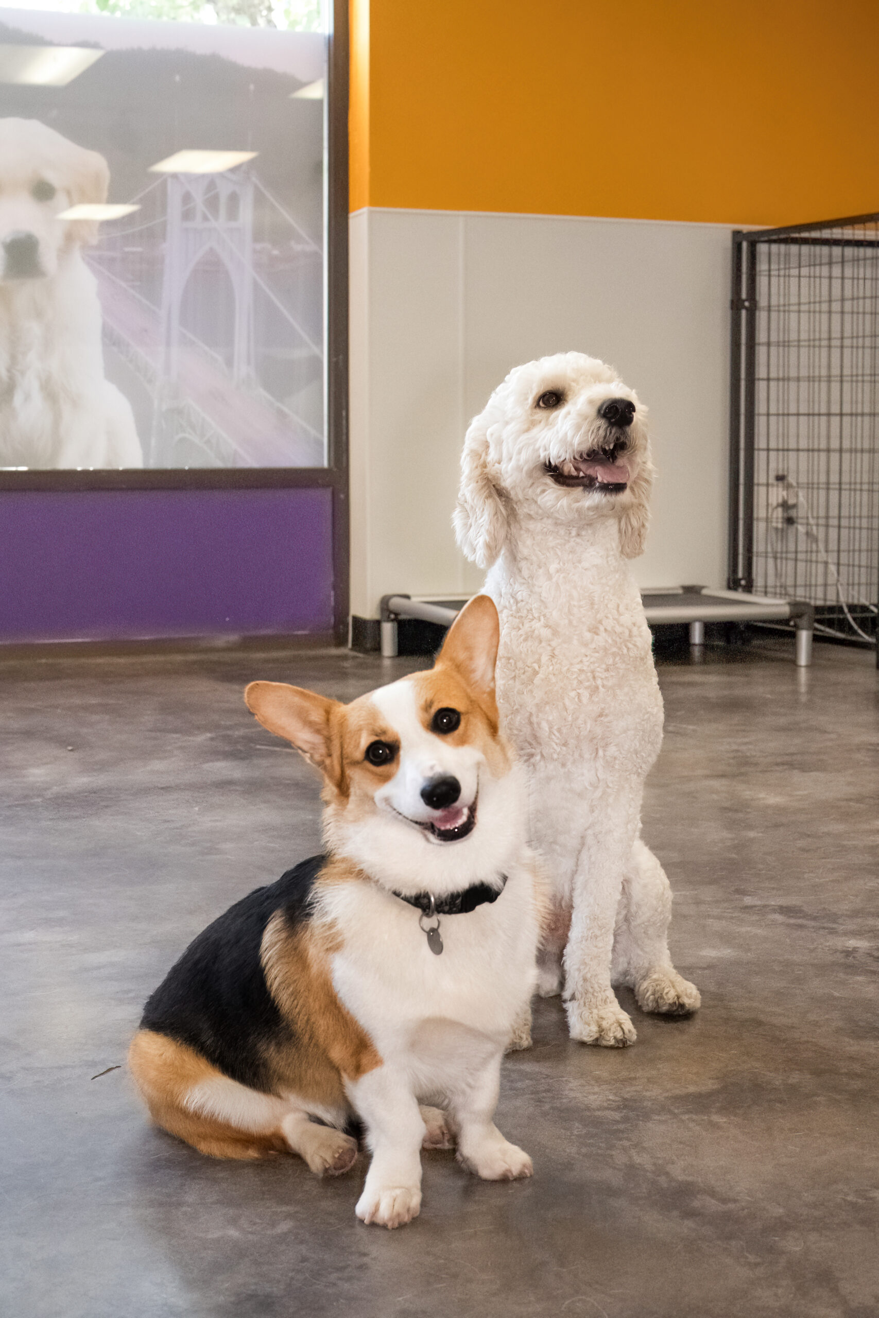 Corgi and lab sitting in Rose City Dogs