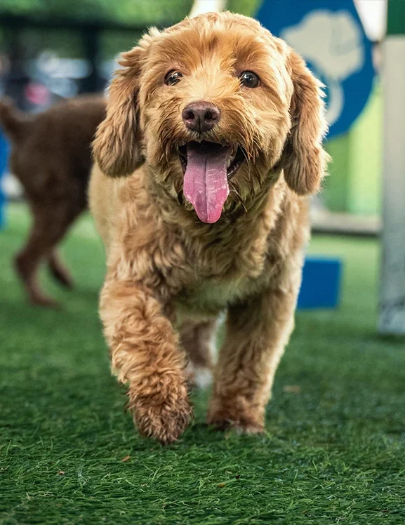 Dog walking on artificial grass with tongue out