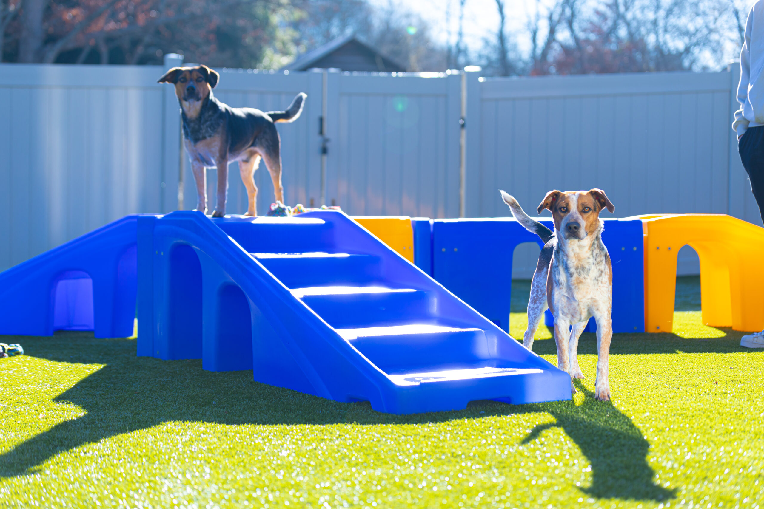 Two dogs on play equipment at Dog Mountain