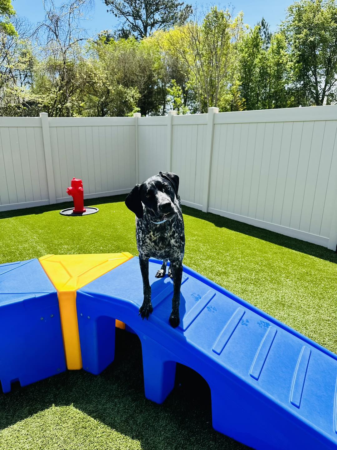 Dog on play equipment at Dog Mountain