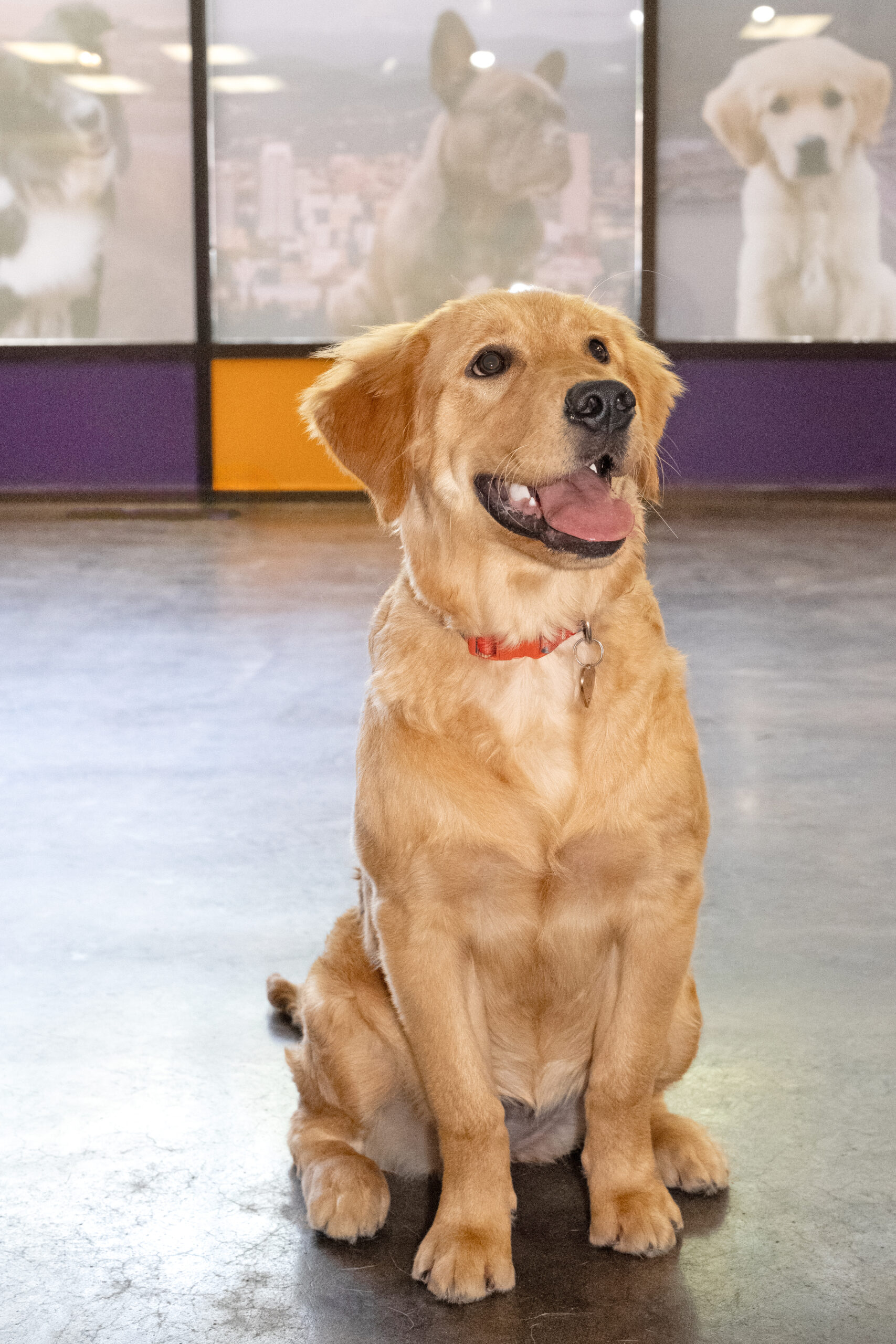 Golden Retriever sitting at Rose City Dogs