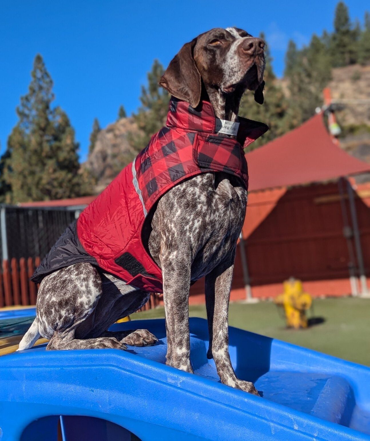 Two dogs on play equipment Two dogs on play equipment