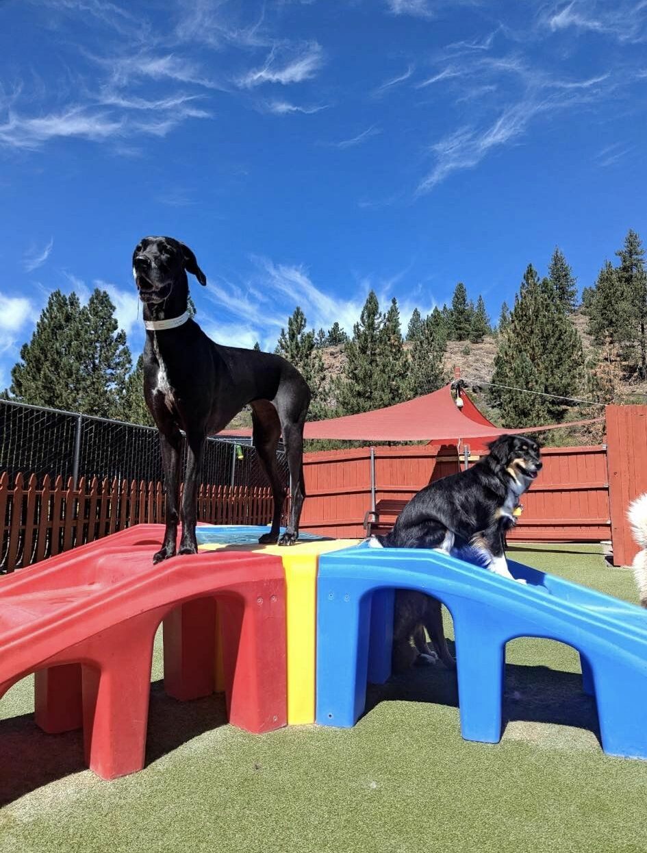 Two dogs on play equipment