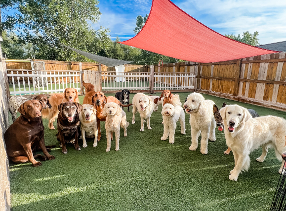 Group of dogs outside at Fetch 'N' Catch