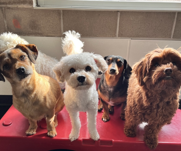 Group of dogs at Fetch 'N' Catch