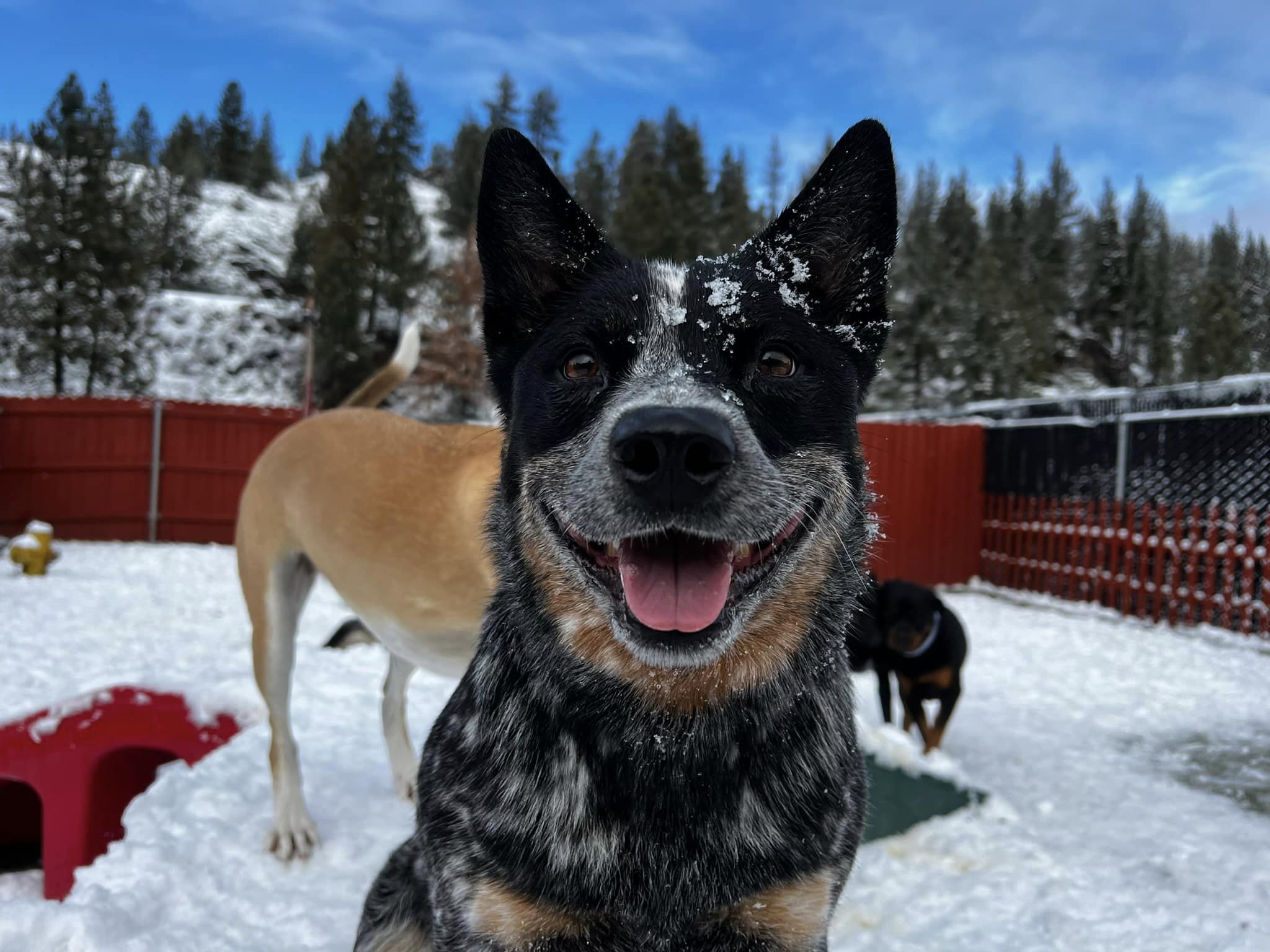 Truckee-Tahoe-Pet-Lodge Dog smiling in the snow