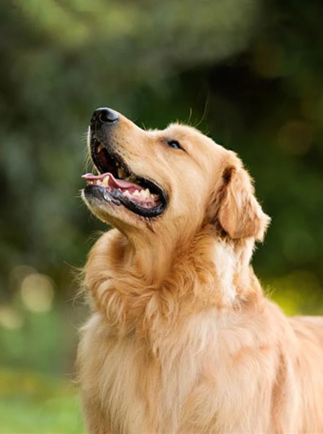 AI search visibility strategy for pet care businesses by IMPACT Marketing Pet