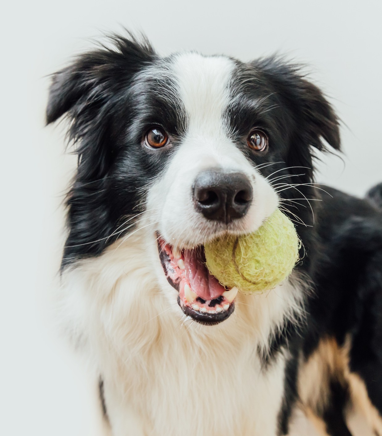 Dog holding tennis ball in its mouth