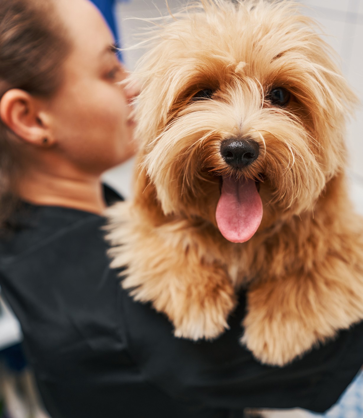 Vet tech holding happy dog sticking its tongue out