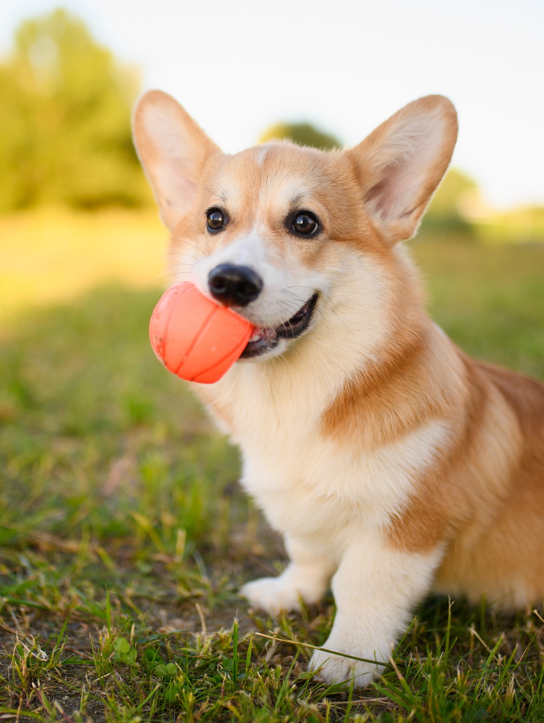 Corgi with orange ball in its mouth