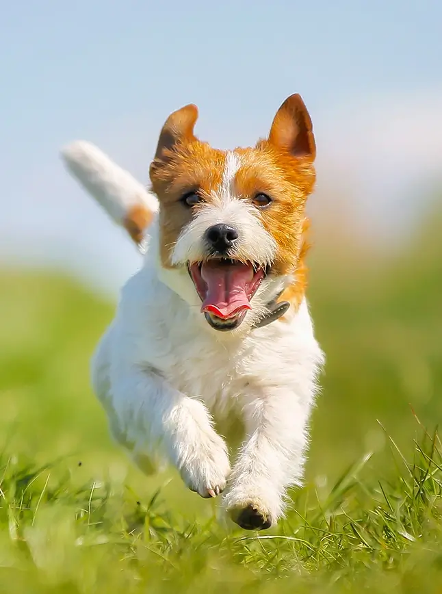IMPACT Marketing Pet team of 16 full-time professionals specializing in pet care marketing