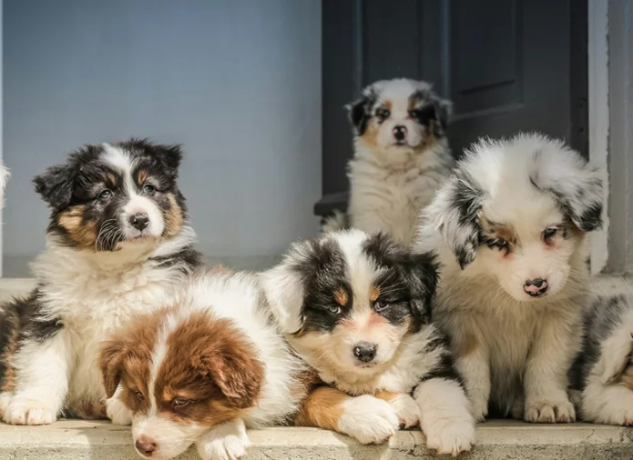 IMPACT Marketing Pet team of 16 full-time professionals specializing in pet care marketing