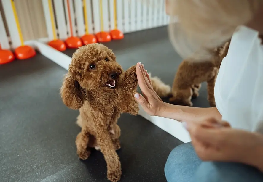 IMPACT Marketing Pet team of 16 full-time professionals specializing in pet care marketing
