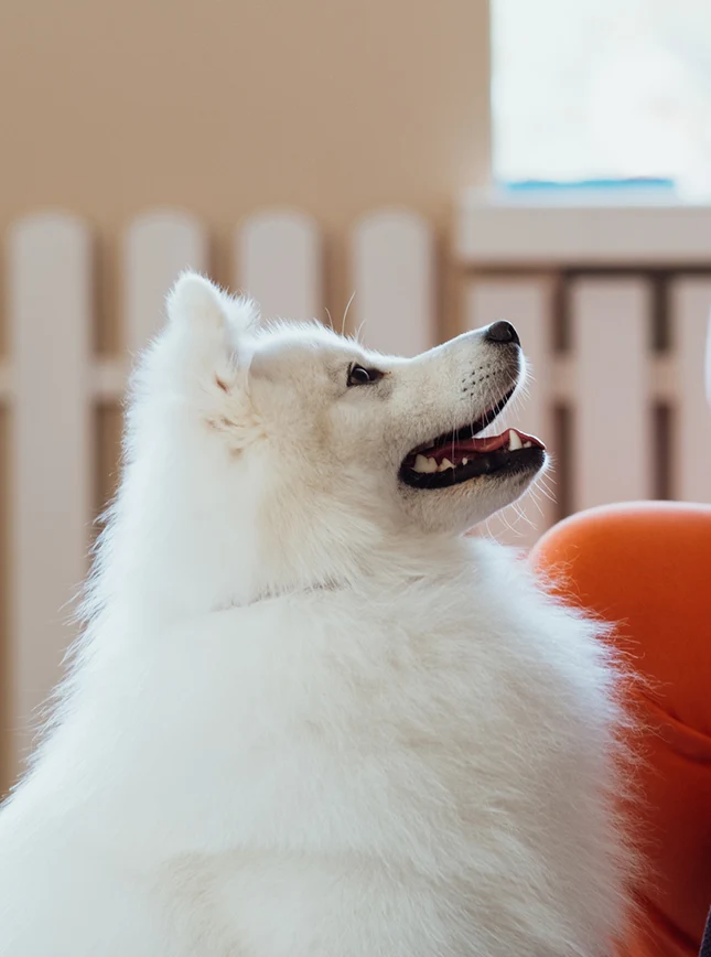 Google Ads dashboard for a pet care boarding facility managed by IMPACT Marketing Pet