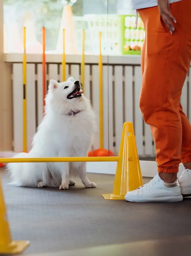 Google Maps local pack showing a pet care facility ranking for dog boarding near me