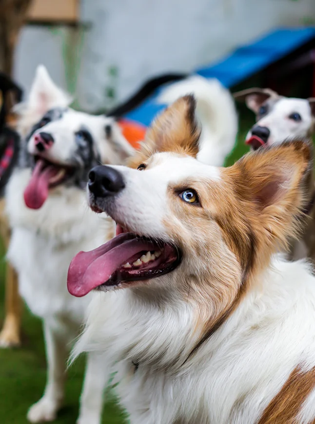 IMPACT Marketing Pet team helping pet care facilities grow bookings