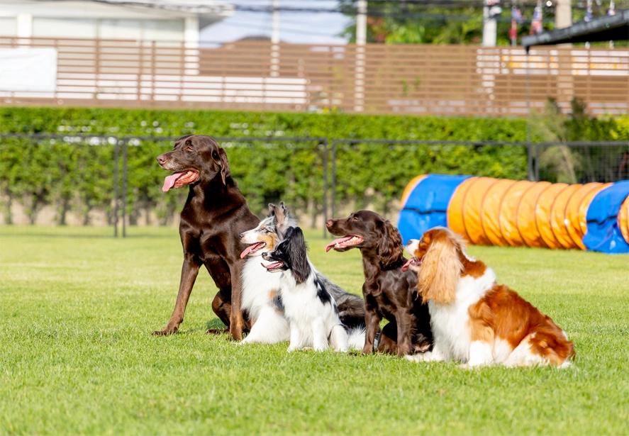IMPACT Marketing Pet team helping pet care facilities grow bookings