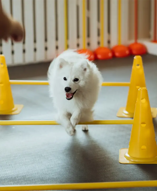 IMPACT Marketing Pet team helping pet care facilities grow bookings
