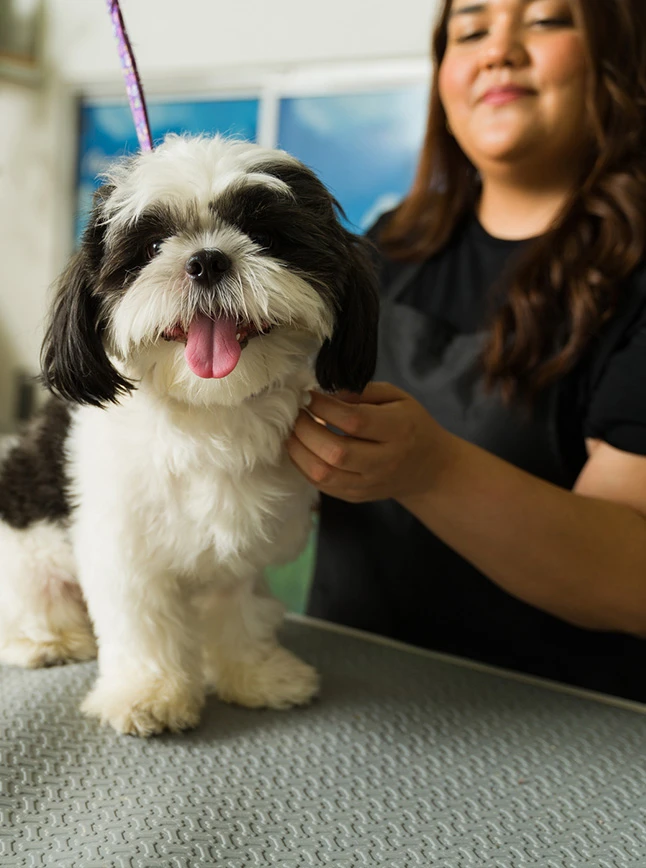 IMPACT Marketing Pet website design mockup for a pet care boarding facility