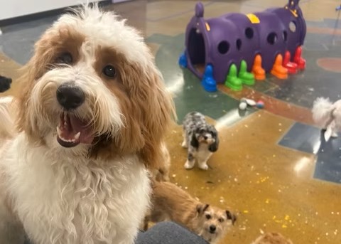 Group of dogs at dog daycare