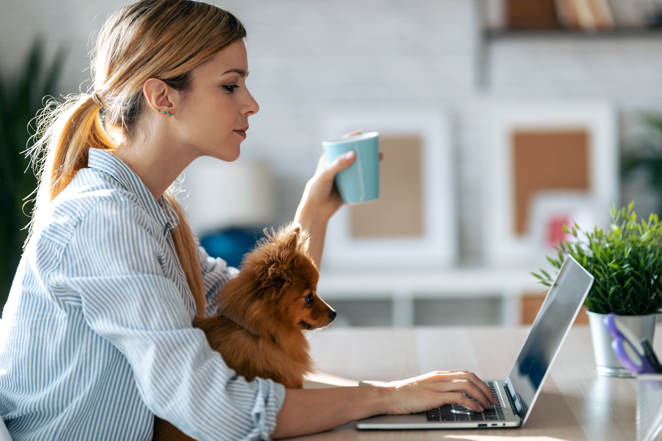 A woman works intently on a laptop, while her lovely little dog sits on her lap, assisting, for search-ads-for-pet-care blog.