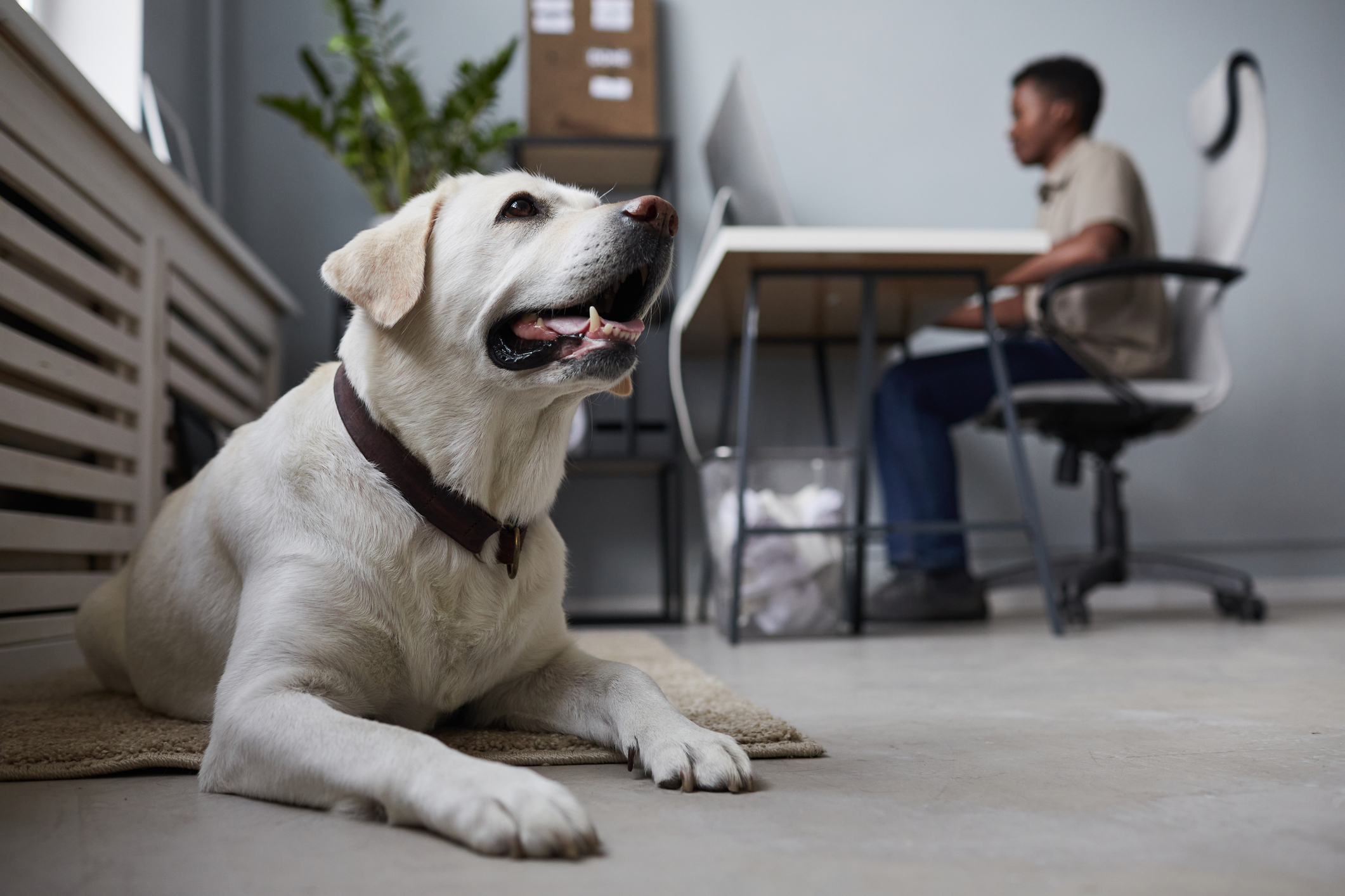 Dog Lying on Floor in Office A big white dog laying on the floor in office interior while a man works in the background on his computer for pmax-for-pet-care blog.