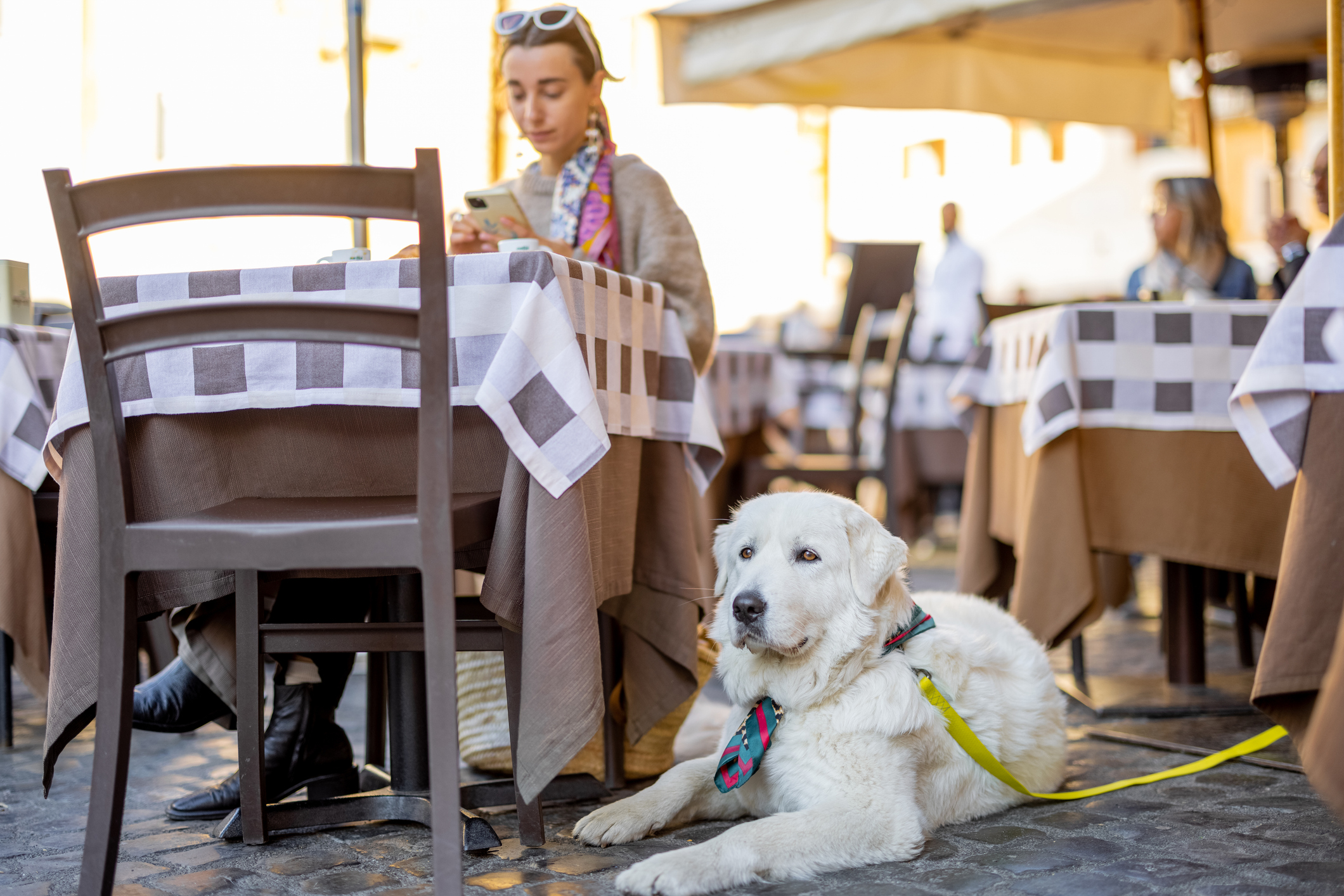 A woman searches her phone, while sitting with her dog at an outdoor cafe for LSAs-for-pet-care blog.